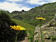 65 Coppia floreale in giallo per il Valletto